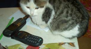 фото котята